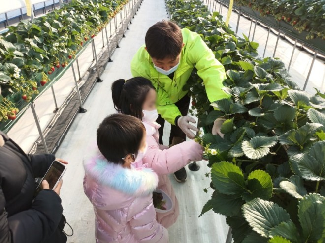 강남스마트팜에서 딸기따기 체험을 하는 어린이1(수정).jpg
